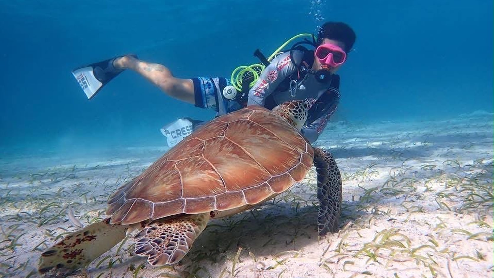 A diver swimming alongside a green sea turtle over the seagrass flats in Belize